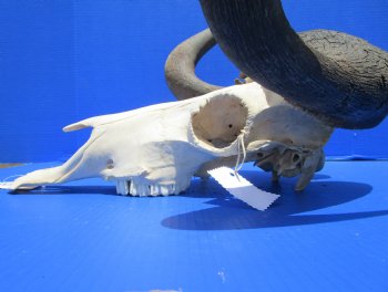 18 inches wide Discount Male Black Wildebeest Skull with Horns <font color=red> Hole in Top of Skull and in Horn</font> for $89.99