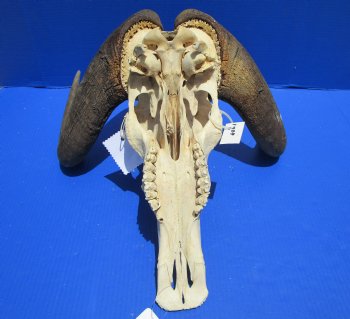 18 inches wide Discount Male Black Wildebeest Skull with Horns <font color=red> Hole in Top of Skull and in Horn</font> for $89.99