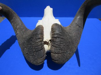 18 inches wide Discount Male Black Wildebeest Skull with Horns <font color=red> Hole in Top of Skull and in Horn</font> for $89.99