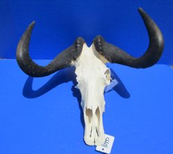 18-1/2 inches wide Discount Male Black Wildebeest Skull with Horns <font color=red> Missing Section of Skull Bone</font> for $79.99