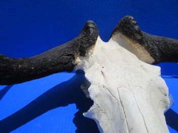 18-1/2 inches wide Discount Male Black Wildebeest Skull with Horns <font color=red> Missing Section of Skull Bone</font> for $79.99