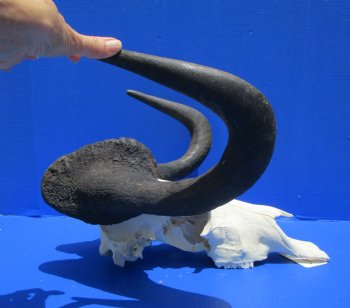 18-1/2 inches wide Discount Male Black Wildebeest Skull with Horns <font color=red> Missing Section of Skull Bone</font> for $79.99