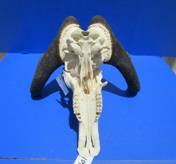 18-1/2 inches wide Discount Male Black Wildebeest Skull with Horns <font color=red> Missing Section of Skull Bone</font> for $79.99