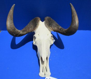 17-1/2 inches wide Discount Male Black Wildebeest Skull with Horns <font color=red> Underside is Damaged</font> for $89.99