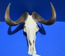 17-1/2 inches wide Discount Male Black Wildebeest Skull with Horns <font color=red> Underside is Damaged</font> for $89.99