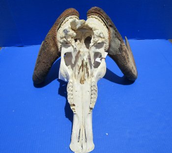 17-1/2 inches wide Discount Male Black Wildebeest Skull with Horns <font color=red> Underside is Damaged</font> for $89.99