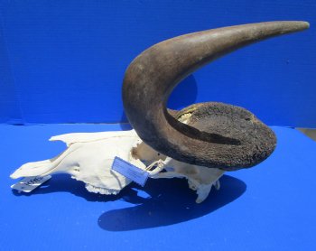 17-1/2 inches wide Discount Male Black Wildebeest Skull with Horns <font color=red> Underside is Damaged</font> for $89.99