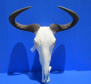 21 inches wide Large African Blue Wildebeest Skull and Horns <font color=red> Good Quality</font> for $94.99