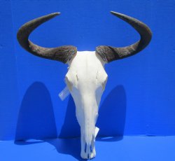 21 inches wide Large African Blue Wildebeest Skull and Horns <font color=red> Good Quality</font> for $99.99