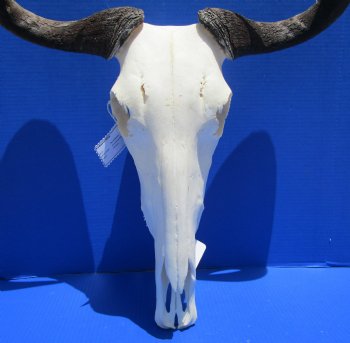 21 inches wide Large African Blue Wildebeest Skull and Horns <font color=red> Good Quality</font> for $94.99