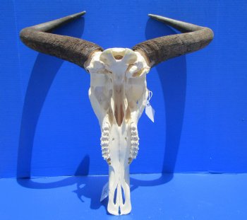 21 inches wide Large African Blue Wildebeest Skull and Horns <font color=red> Good Quality</font> for $94.99