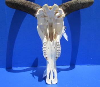 21 inches wide Large African Blue Wildebeest Skull and Horns <font color=red> Good Quality</font> for $94.99