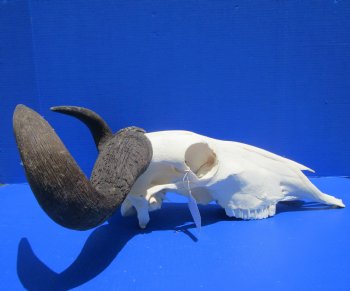 21 inches wide Large African Blue Wildebeest Skull and Horns <font color=red> Good Quality</font> for $94.99