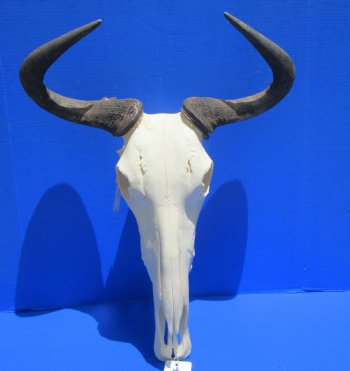 19-1/2 inches wide African Blue Wildebeest Skull with Horns for $89.99