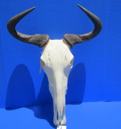 19-1/2 inches wide African Blue Wildebeest Skull with Horns for $89.99
