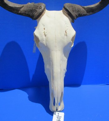 19-1/2 inches wide African Blue Wildebeest Skull with Horns for $89.99