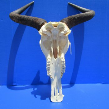 19-1/2 inches wide African Blue Wildebeest Skull with Horns for $89.99