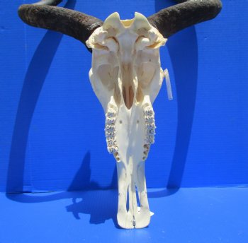 19-1/2 inches wide African Blue Wildebeest Skull with Horns for $89.99