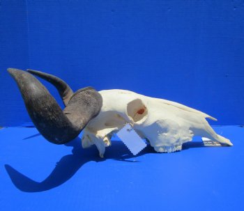 19-1/2 inches wide African Blue Wildebeest Skull with Horns for $89.99