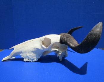 19-1/2 inches wide African Blue Wildebeest Skull with Horns for $89.99