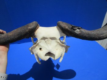 19-1/2 inches wide African Blue Wildebeest Skull with Horns for $89.99