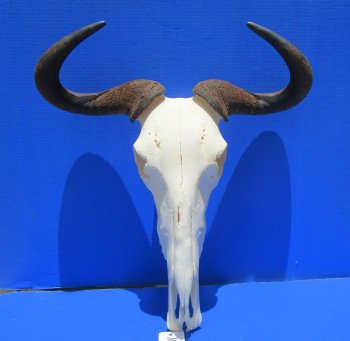 21 inches wide Large African Blue Wildebeest Skull and Horns for $94.99