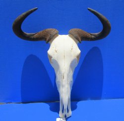 21 inches wide Large African Blue Wildebeest Skull and Horns for $99.99
