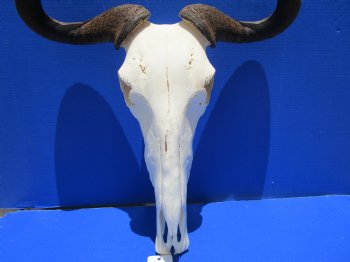 21 inches wide Large African Blue Wildebeest Skull and Horns for $94.99