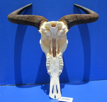 21 inches wide Large African Blue Wildebeest Skull and Horns for $94.99