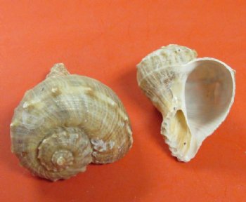 Rapana Bulbosa Shells <font color=red> Wholesale</font> 2 to 2-1/2 inches - 450 @ .22 each