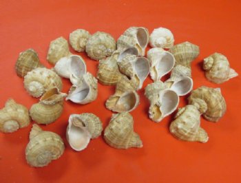 Rapana Bulbosa Shells <font color=red> Wholesale</font> 2 to 2-1/2 inches - 450 @ .22 each