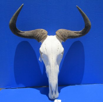 23-3/4 inches wide Extra Large African Blue Wildebeest Skull and Horns <font color=red> Good Quality</font> for $94.99