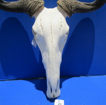 23-3/4 inches wide Extra Large African Blue Wildebeest Skull and Horns <font color=red> Good Quality</font> for $94.99