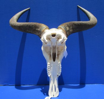 23-3/4 inches wide Extra Large African Blue Wildebeest Skull and Horns <font color=red> Good Quality</font> for $94.99