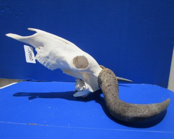 23-3/4 inches wide Extra Large African Blue Wildebeest Skull and Horns <font color=red> Good Quality</font> for $94.99