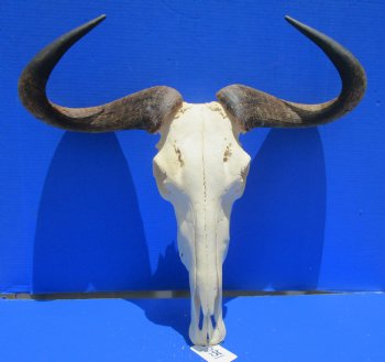 24-1/2 inches wide Extra Large African Blue Wildebeest Skull and Horns for $94.99