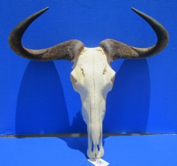24-1/2 inches wide Extra Large African Blue Wildebeest Skull and Horns for $99.99