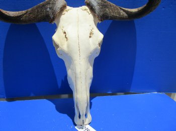 24-1/2 inches wide Extra Large African Blue Wildebeest Skull and Horns for $94.99