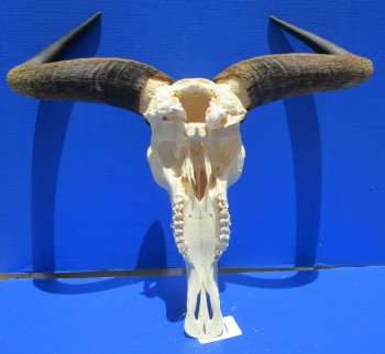 24-1/2 inches wide Extra Large African Blue Wildebeest Skull and Horns for $94.99