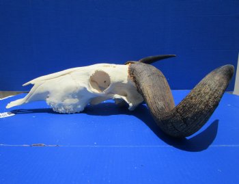 24-1/2 inches wide Extra Large African Blue Wildebeest Skull and Horns for $94.99