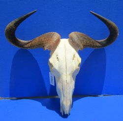 25 inches wide Large African Blue Wildebeest Skull and Horns <FONT COLOR=RED>Broken Nose Tip </font> for $79.99