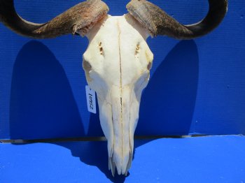 25 inches wide Large African Blue Wildebeest Skull and Horns <FONT COLOR=RED>Broken Nose Tip </font> for $79.99