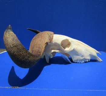 25 inches wide Large African Blue Wildebeest Skull and Horns <FONT COLOR=RED>Broken Nose Tip </font> for $79.99