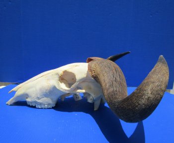 25 inches wide Large African Blue Wildebeest Skull and Horns <FONT COLOR=RED>Broken Nose Tip </font> for $79.99