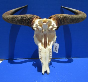 25 inches wide Large African Blue Wildebeest Skull and Horns <FONT COLOR=RED>Broken Nose Tip </font> for $79.99