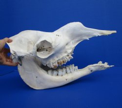 17 inches Dromedary Camel Skull with Lower Jaw, Craft Grade Quality, for $94.99