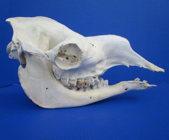 17 inches Dromedary Camel Skull with Lower Jaw, Craft Grade Quality, for $94.99