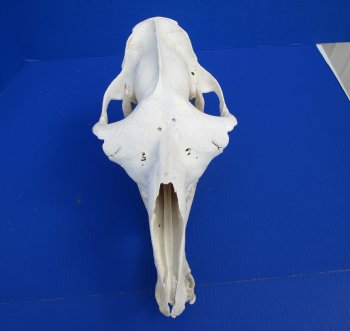 17 inches Dromedary Camel Skull with Lower Jaw, Craft Grade Quality, for $94.99