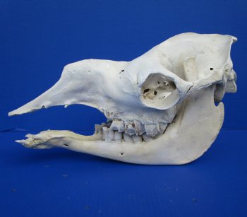 17 inches Dromedary Camel Skull with Lower Jaw, Craft Grade Quality, for $94.99