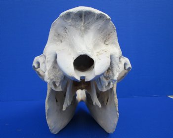 17 inches Dromedary Camel Skull with Lower Jaw, Craft Grade Quality, for $94.99